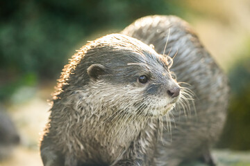 Portrait of a small-clawed otter. Animal in close-up. Aonyx cinereus.
