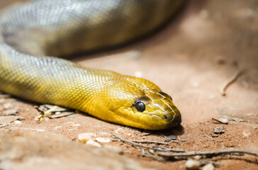 Portrait of a woma python. Snake close-up.
