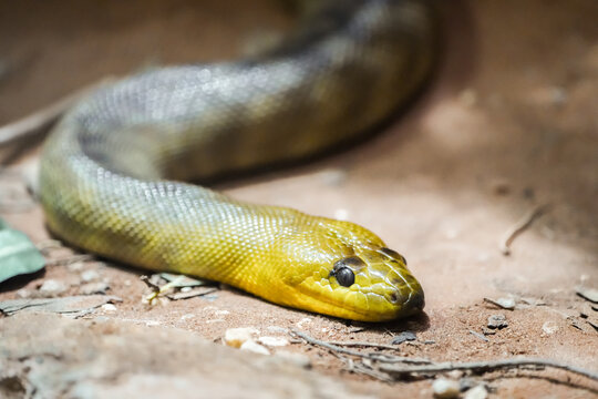 Portrait of a woma python. Snake close-up.
