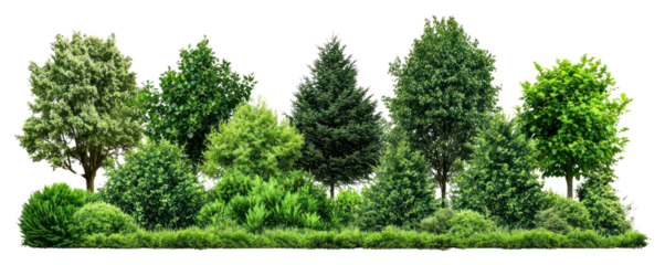 PNG Group of trees background isolated nature.