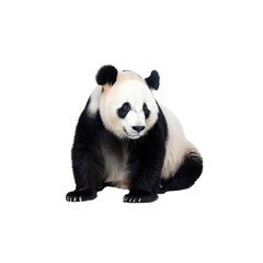 Obraz premium Adorable Giant Panda Relaxing on a White Background in Studio