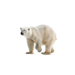 Fototapeta premium White Bear Standing on Snowy Ground with Bright Eyes and Soft Fur