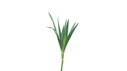 Fragrant pandan leaves growing on transparent background