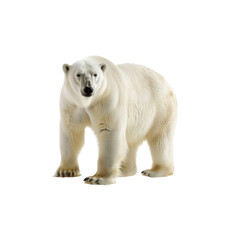 Majestic Polar Bear Standing on Solid Ground in Arctic Environment