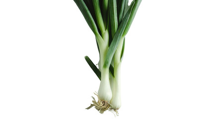 Obraz premium Fresh spring onions showing roots and green stalks on transparent background