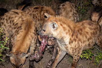 South Africa, Sabi Sand, Spotted Hyena (Crocuta crocuta)