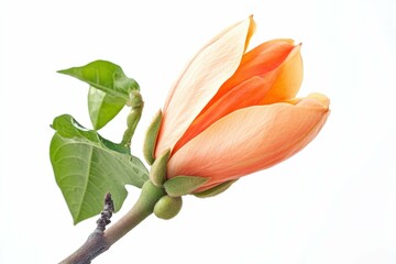 Obraz premium Papaya Flower. Fresh Bloom of Bright and Tasty Vegetarian Flower Bud on Tree Branch