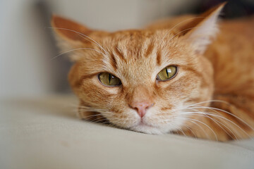 cat, animals, pets, cat sleeping, ginger cat