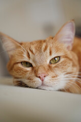 cat, animals, pets, cat sleeping, ginger cat