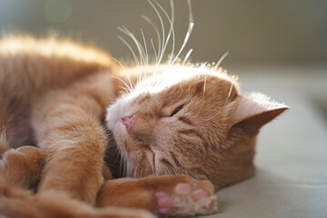 cat, animals, pets, cat sleeping, ginger cat