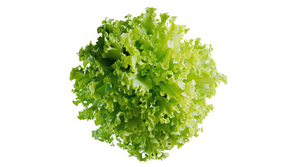 Obraz premium Fresh green lettuce forming a perfect sphere on transparent background