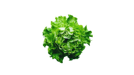 Fresh green lettuce showing its texture on a transparent background