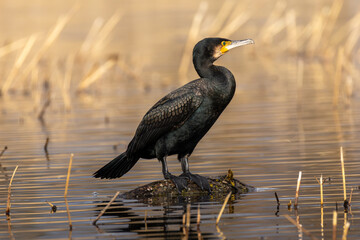 Great Cormorant Drying Its Plumage on a Stunning Pond