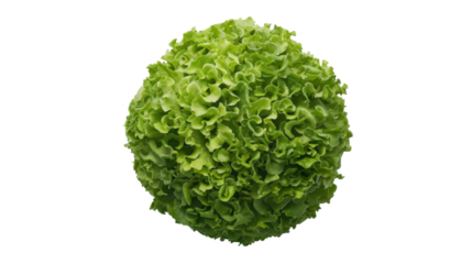 Fresh green lettuce forming a perfect sphere on transparent background