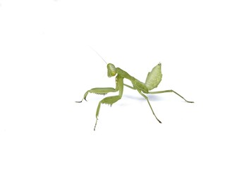 praying mantis or mantodea isolated on white background 