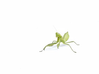 praying mantis or mantodea isolated on white background