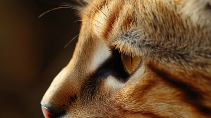 Serval Alert: African Carnivorous Cat Closeup with Distinctive Ears
