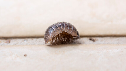 A macro shot of a cute rosary beetle