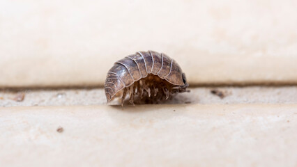 A macro shot of a cute rosary beetle