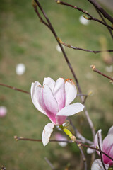Obraz premium pink flowers of a magnolia