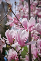 Obraz premium pink flowers of a magnolia