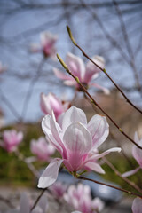Obraz premium pink flowers of a magnolia