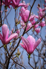 pink flowers of a magnolia