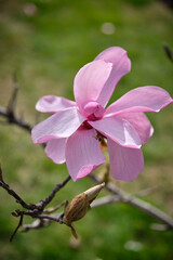 Obraz premium pink flowers of a magnolia