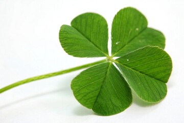 St Patrick's day concept, Saint Patrick's day holiday, Vibrant Green Four Leaf Clover Close Up Lucky Charm St Patrick s Day Nature