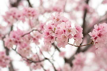 狭山池公園の河津桜