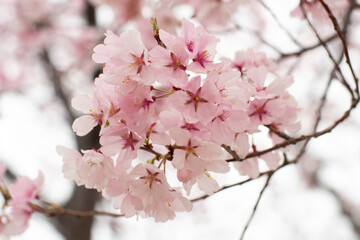 狭山池公園の河津桜