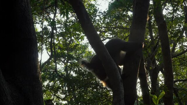 Closeup of a monkey jumping from tree branches against sunset