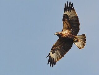 Majestic bird gliding gracefully in a bright blue sky with fluffy white clouds