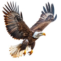 Obraz premium Majestic bald eagle soaring gracefully through clear blue sky in natural flight