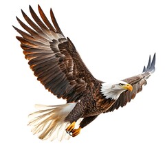Fototapeta premium A powerful bald eagle in midflight, showcasing strength against a clear sky