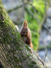 Red squirrel 