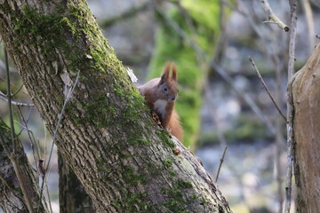 squirrel on a tree