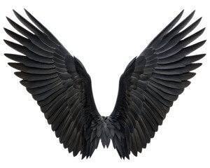 Obraz premium spread black wings isolated