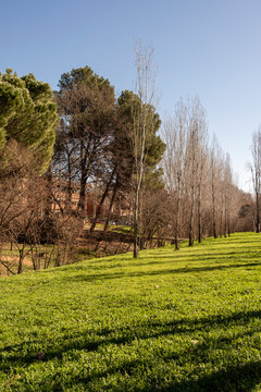 Sloped green field with scattered trees and soft sunlight in a suburban park in Sant Cugat.