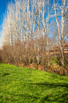 Green urban park with trees and shadows forming patterns on the grass in Sant Cugat.