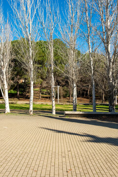 Paved open space with aligned trees in a contemporary park setting in Sant Cugat, Spain.