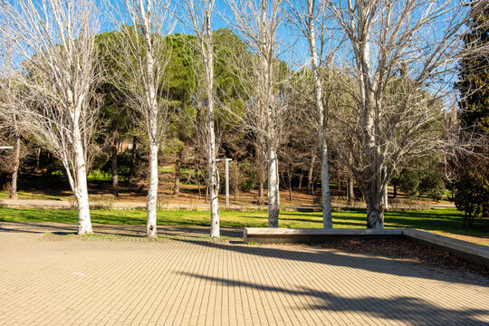 Leafless trees creating a geometric pattern in a modern park in Sant Cugat, Barcelona.