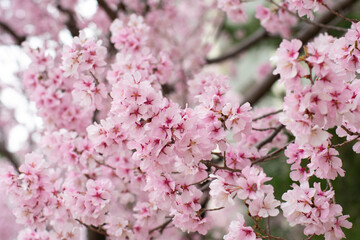 狭山池公園の河津桜