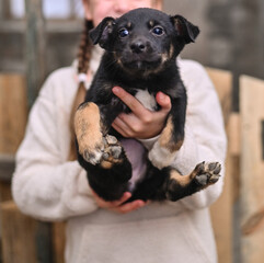cute dog puppy in girl child hands