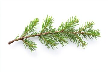 A green pine tree branch with delicate needles and a slightly curved shape. The branch has rich