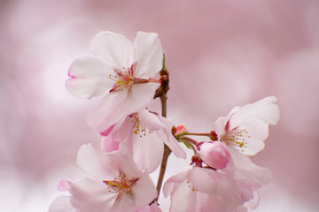 狭山池公園の河津桜