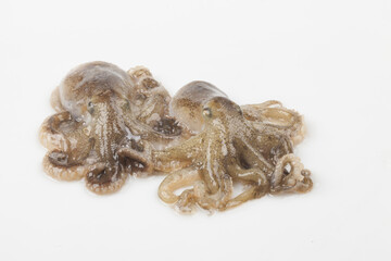 Octopus is a mollusk of the octopus family. It is similar to an octopus, but its body is about 20 to 30 cm long, short and round.