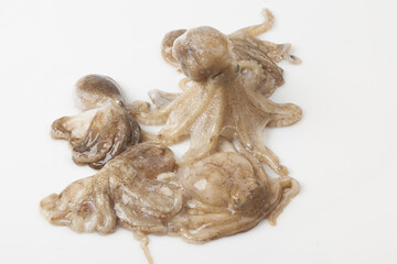 Octopus is a mollusk of the octopus family. It is similar to an octopus, but its body is about 20 to 30 cm long, short and round.