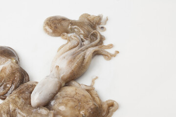 Octopus is a mollusk of the octopus family. It is similar to an octopus, but its body is about 20 to 30 cm long, short and round.