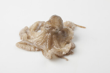 Octopus is a mollusk of the octopus family. It is similar to an octopus, but its body is about 20 to 30 cm long, short and round.